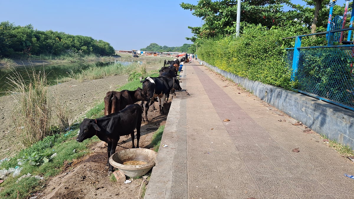 রাজশাহী নগরের পদ্মা নদীর পাঠানপাড়া এলাকায় ফুটপাতে বেঁধে রাখা হয়েছে গরু। বুধবার সকালে