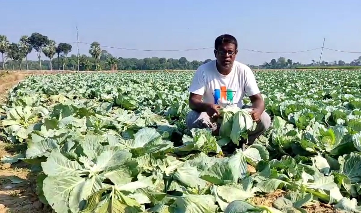 দুর্বৃত্তদের কেটে দেওয়া কপিখেতে বসে আছেন ভুক্তভোগী কৃষক মহাবুল হোসেন। আজ বৃহস্পতিবার সকালে চুয়াডাঙ্গা সদর উপজেলার জাফরপুর বোরিং মাঠে