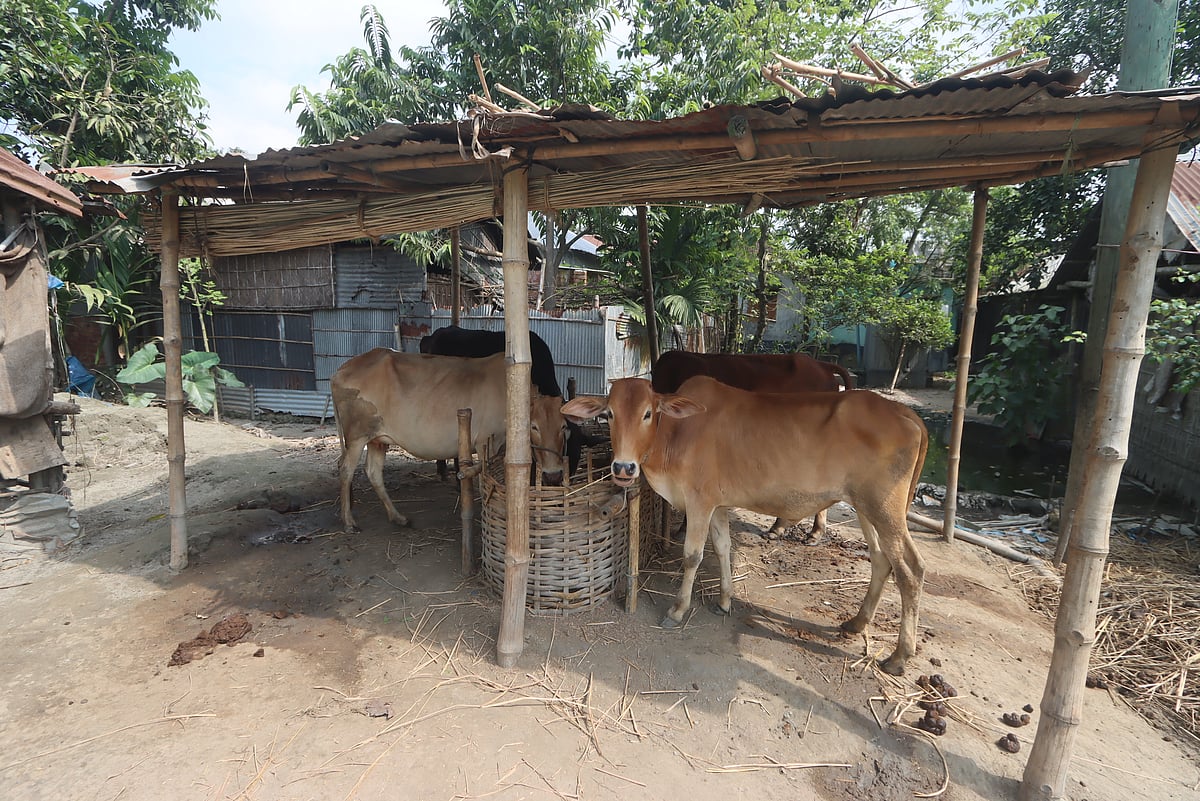 রংপুরে অ্যানথ্রাক্স সংক্রমণের মধ্যে গবাদিপশু নিয়ে উদ্বিগ্ন খামারিরা। বৃহস্পতিবার সদর উপজেলার জানকি ধাপেরহাট এলাকায়