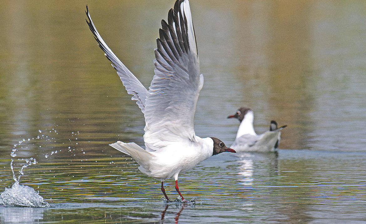 টাঙ্গুয়ার হাওরের কাছে বউলাই নদী থেকে ওড়ার মুহূর্তে গঙ্গাকৈতর