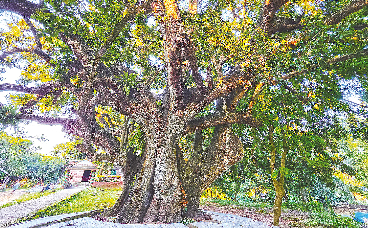 ঢাকার পূর্বাচল উপশহরের কাছে হিরনাল গ্রামে প্রাচীন খিরনি বৃক্ষ