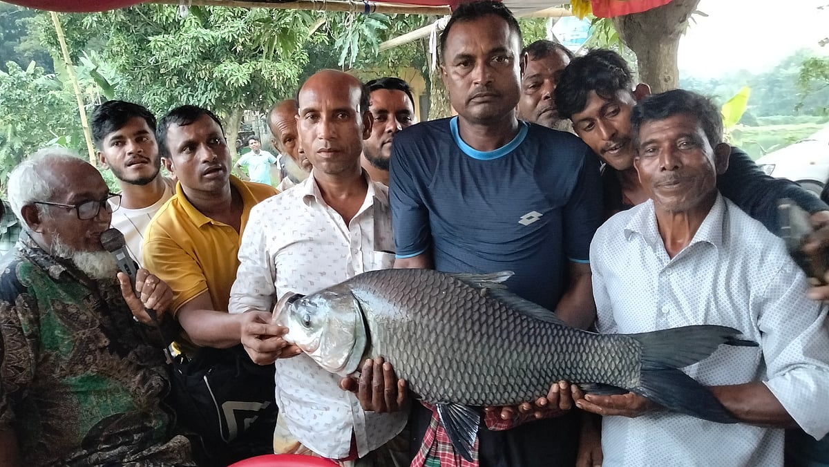 শৌখিন মৎস্যশিকারি কামরুজ্জামান ৯ কেজি ওজনের এই কাতলা মাছ ধরে আড়াই লাখ টাকা পুরস্কার পেয়েছেন। শুক্রবার সন্ধ্যায় সরাইলের কালীকচ্ছ ইউনিয়নের বিরেশ দিঘিতে