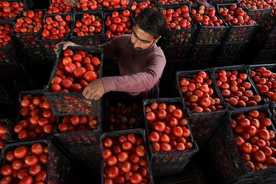 পাইকারি বাজারে টমোটে নিয়ে বসে আছেন এক ব্যবসায়ী। ২৩ অক্টোবর ২০২৫, পেশোয়ার