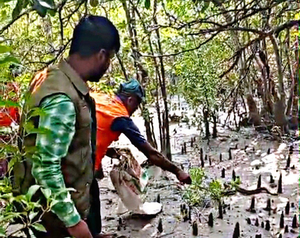 কয়রার দিঘিরপাড় গ্রাম থেকে উদ্ধার করা অজগরের বাচ্চাটিকে সুন্দরবনে অবমুক্ত করেন বন বিভাগের কর্মীরা। শনিবার দুপুরে বন বিভাগের শাকবাড়িয়া টহল ফাঁড়ি এলাকায়
