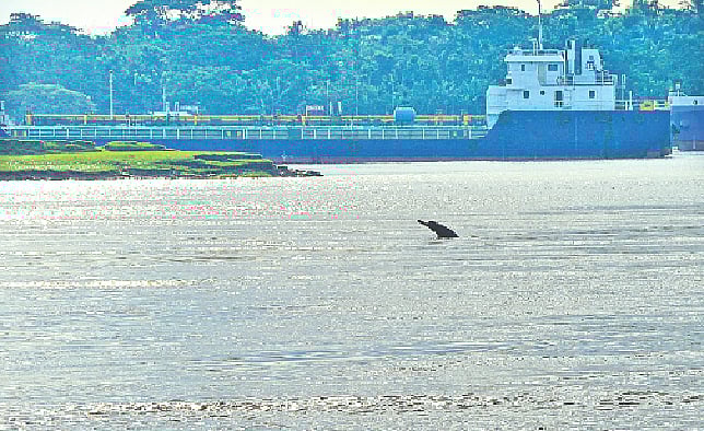 খুলনার খালিশপুরে রূপসা-ভৈরব-আতাই—তিন নদ–নদীর মিলনস্থলে দেখা গেছে একটি শুশুক