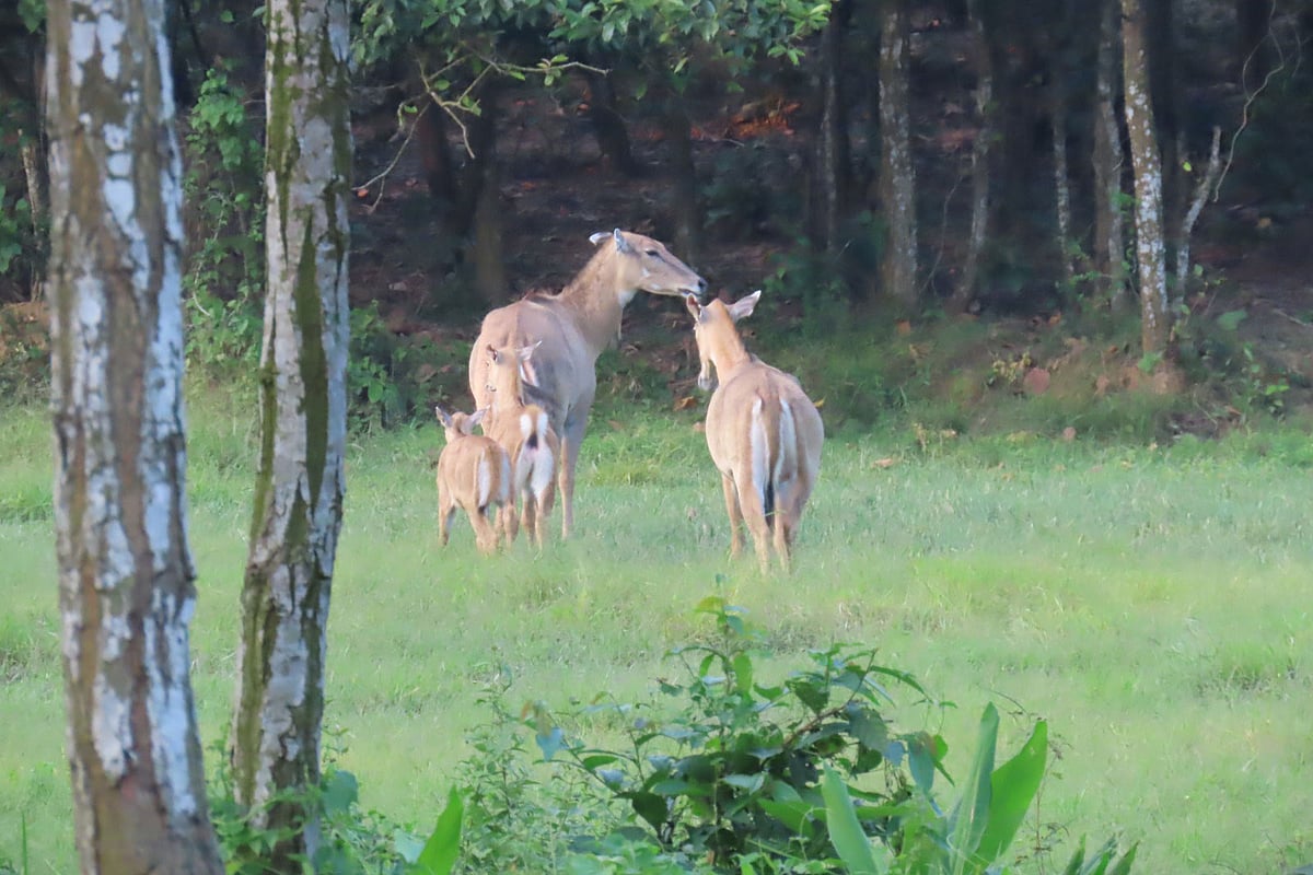 গাজীপুর সাফারি পার্কে দুটি শাবক নিয়ে ঘুরে বেড়াচ্ছে দুটি মা নীলগাই। আজ সোমবার দুপুরে গাজীপুর সাফারি পার্কে