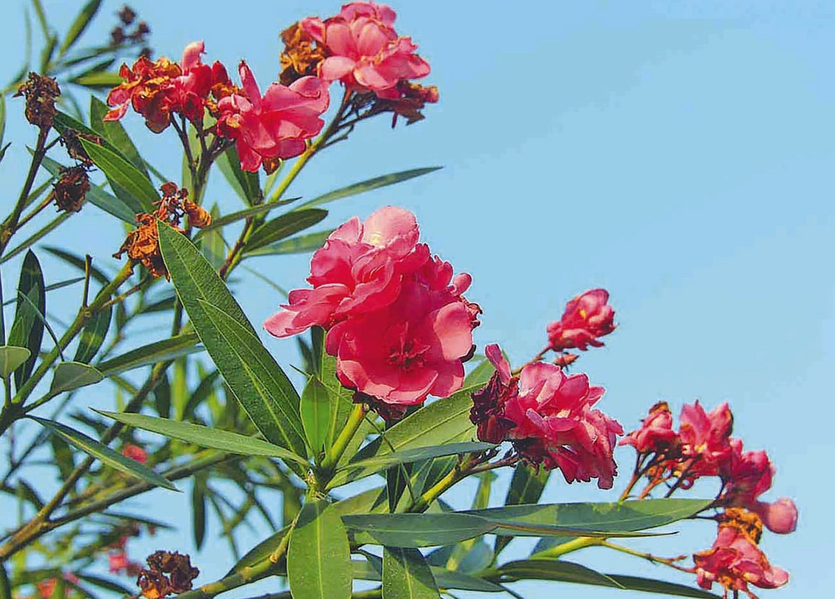 পদ্মকরবী, শিশু একাডেমির বাগান থেকে