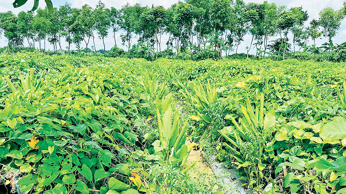 একই জমিতে বছরে চাষ হচ্ছে ছয়টি ফসল। এতে কৃষকেরা লাভবান হচ্ছেন। সম্প্রতি যশোরের বাঘারপাড়ার নারিকেলবাড়িয়ার ধোপার মাঠে