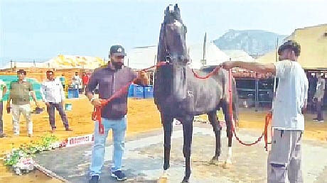 ১৫ কোটি রুপির ঘোড়া শাহবাজ