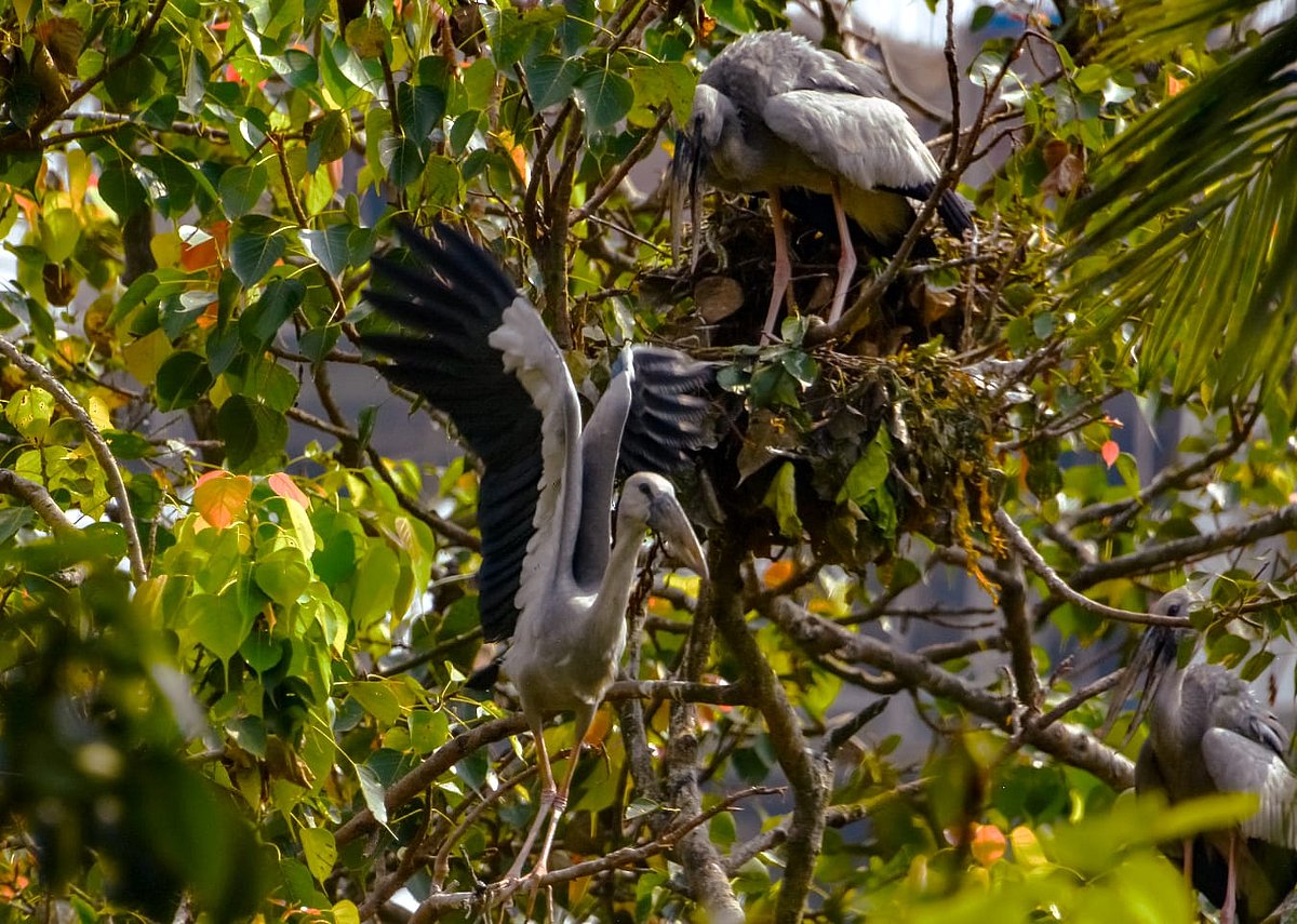 রাজশাহী মেডিকেল কলেজ হাসপাতাল চত্বরে শামুকখোল পাখিরা প্রজনন মৌসুমে বাসা বাঁধে