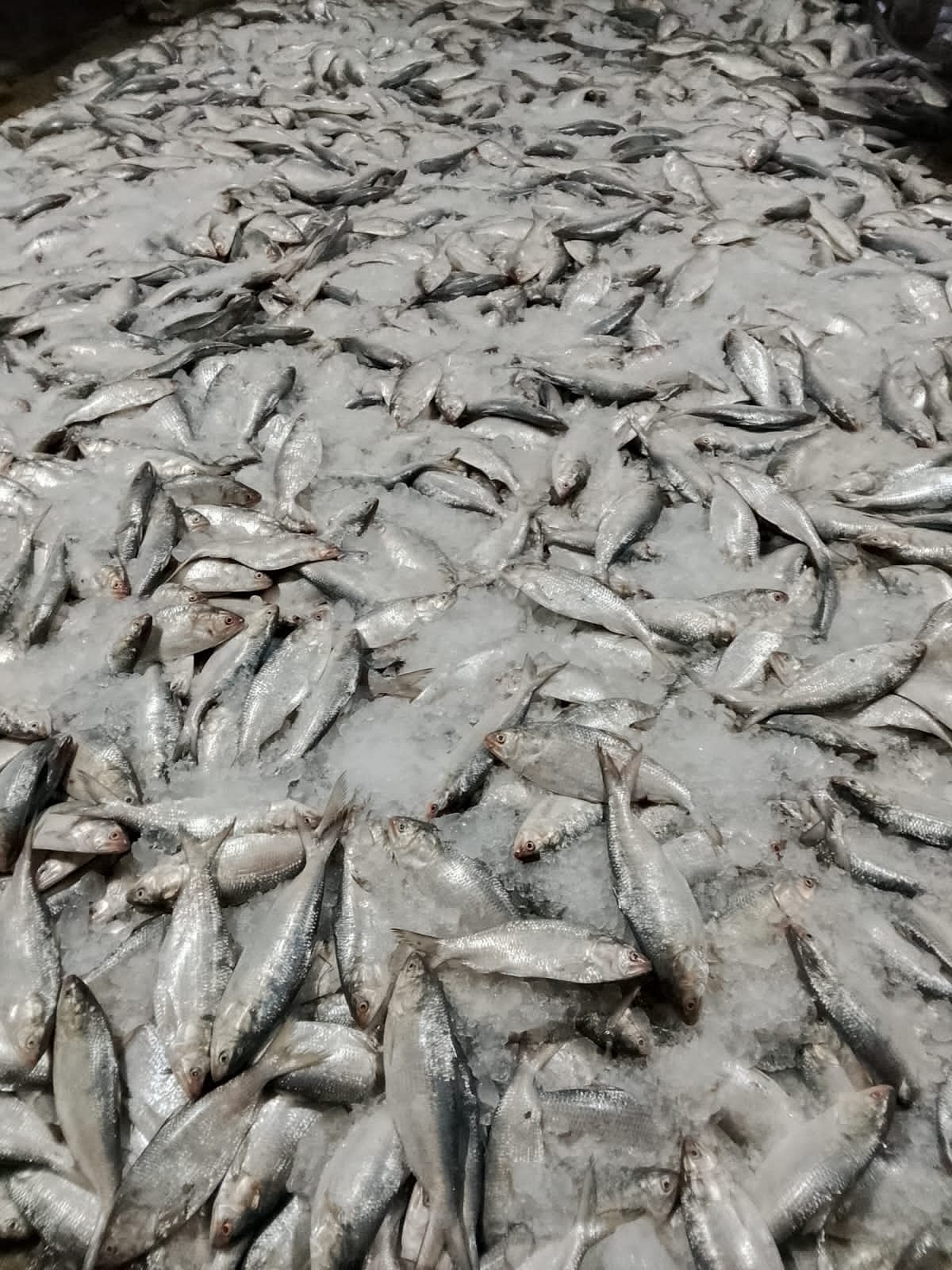 টেকনাফের নাফ নদীতে এক টানেই জেলেদের জালে উঠে এসেছে ৬০ মণ ইলিশ। পরে এসব মাছ স্থানীয় বাজারে বিক্রি করা হয়। আজ রাত আটটার দিকে