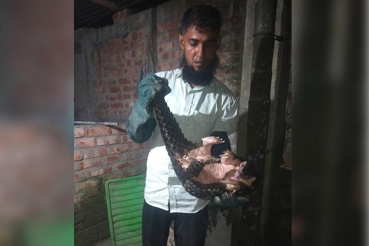 পঞ্চগড়ের বোদা উপজেলার কালিয়াগঞ্জ নজিরতন উচ্চবিদ্যালয় মাঠ থেকে আহত বনরুই উদ্ধার করা হয়েছে। গতকাল সোমবার রাত সাড়ে ১০টার দিকে