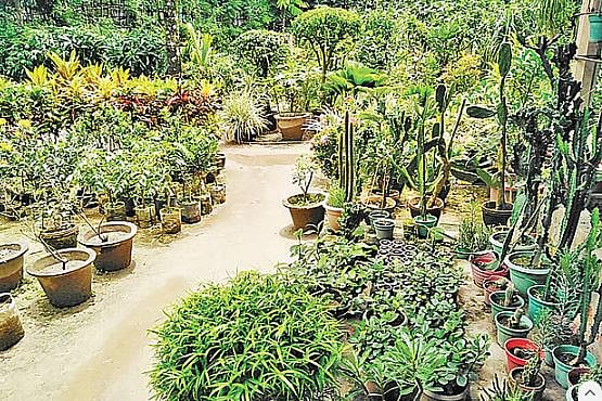 সরকারি নার্সারিগুলোর তো গাছের জাত রক্ষার দায় আছে। সব গাছ তো আর আপনজালা হবে না।