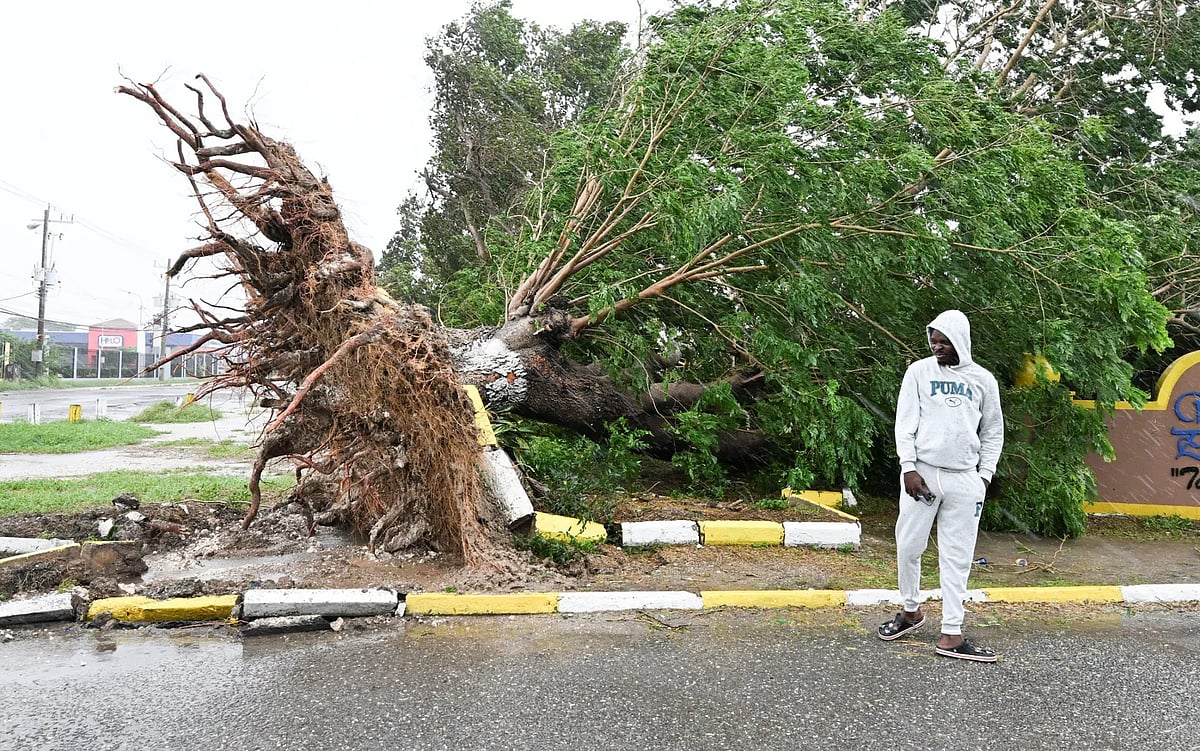 জ্যামাইকাতে একটি গাছ উপড়ে পড়ে আছে