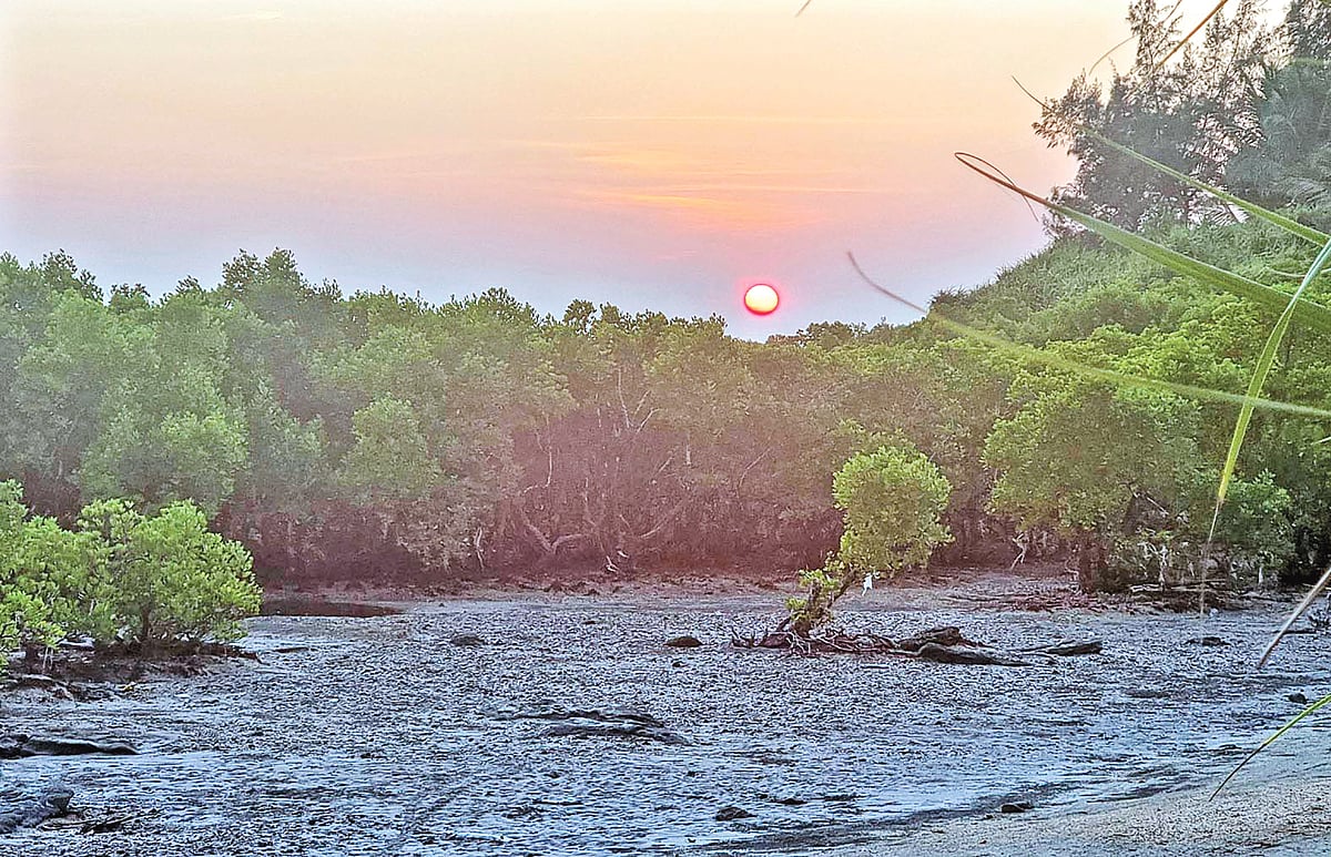 দেশের একমাত্র প্রবাল দ্বীপ সেন্ট মার্টিনের দক্ষিণ প্রান্তে দিয়ারমাথা সৈকতে মাথা তুলছে সবুজ প্যারাবন। সম্প্রতি তোলা