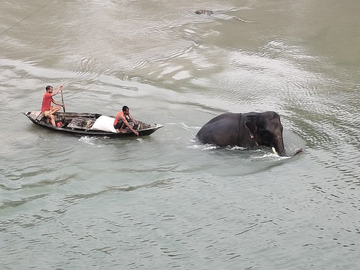 সিরাজগঞ্জের রায়গঞ্জে ফুলজোড় নদীতে আজ বুধবার সকালে গোসলে নেমে পাড়ে আসতে চাইছিল না একটি হাতি