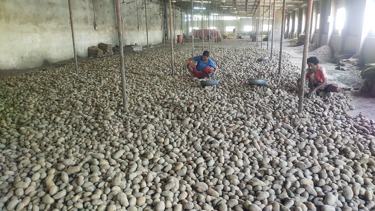 হিমাগারে আলু বাছাই করছেন দুজন শ্রমিক। যদিও ব্যাপক দরপতনের কারণে হিমাগারে বিক্রি প্রায় বন্ধ। সম্প্রতি মুন্সিগঞ্জ সদর উপজেলার মুক্তারপুর এলাকার বিক্রমপুর মাল্টিপারপাস কোল্ড স্টোরেজে