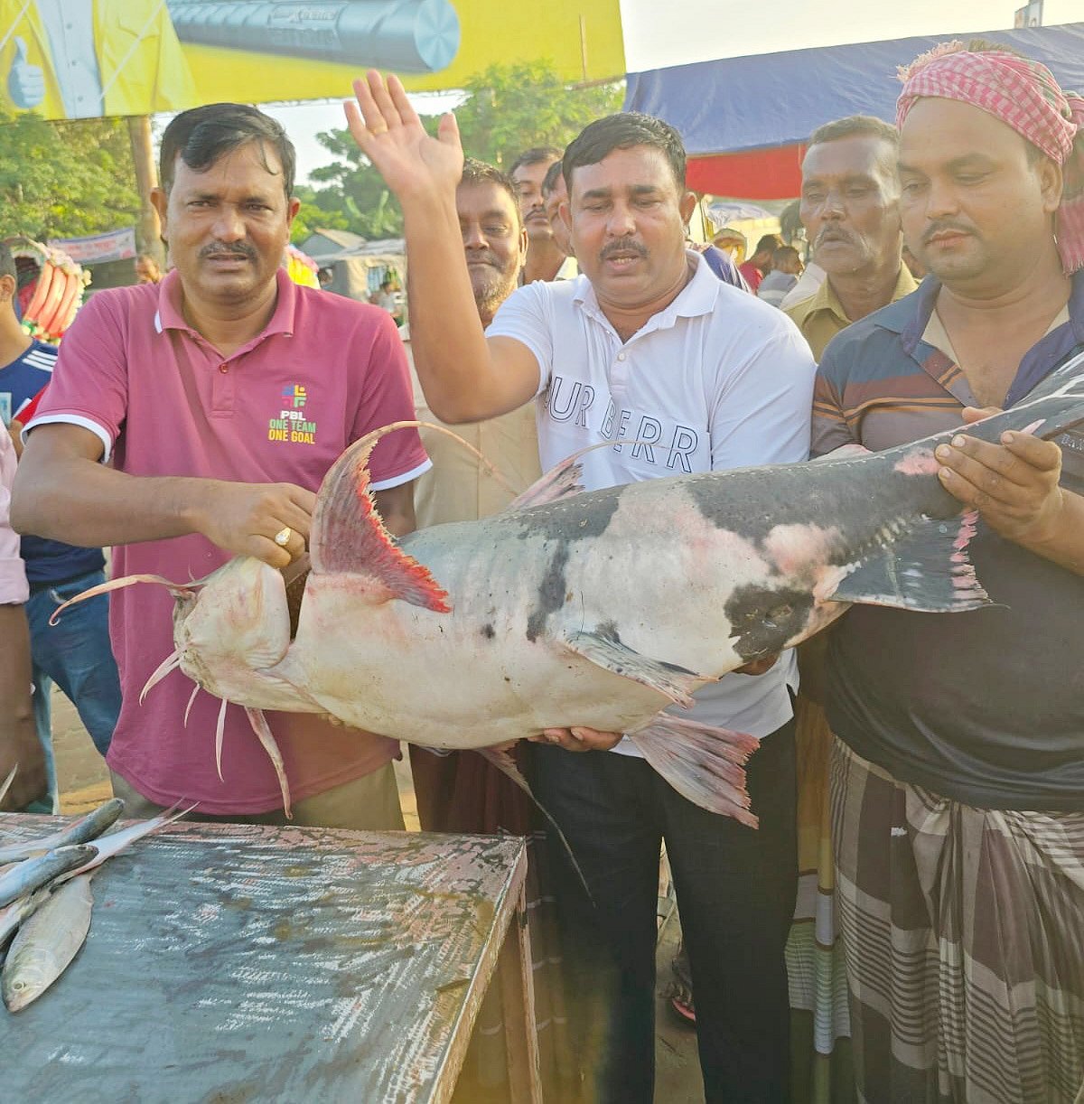 রাজবাড়ীর দৌলতদিয়া ঘাট বাজারে আজ শুক্রবার সকালে প্রায় ২৫ কেজি ওজনের মহাবিপন্ন প্রাণী এই বাগাড় মাছ সাড়ে ৪২ হাজার টাকায় বিক্রি হয়