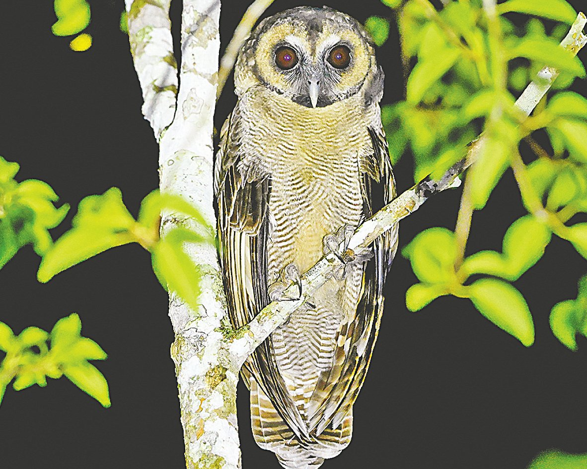 বড় গেছো প্যাঁচা। ২৬ সেপ্টেম্বর রাতে সুন্দরবনের শেখেরটেক ইকোট্যুরিজম কেন্দ্রে