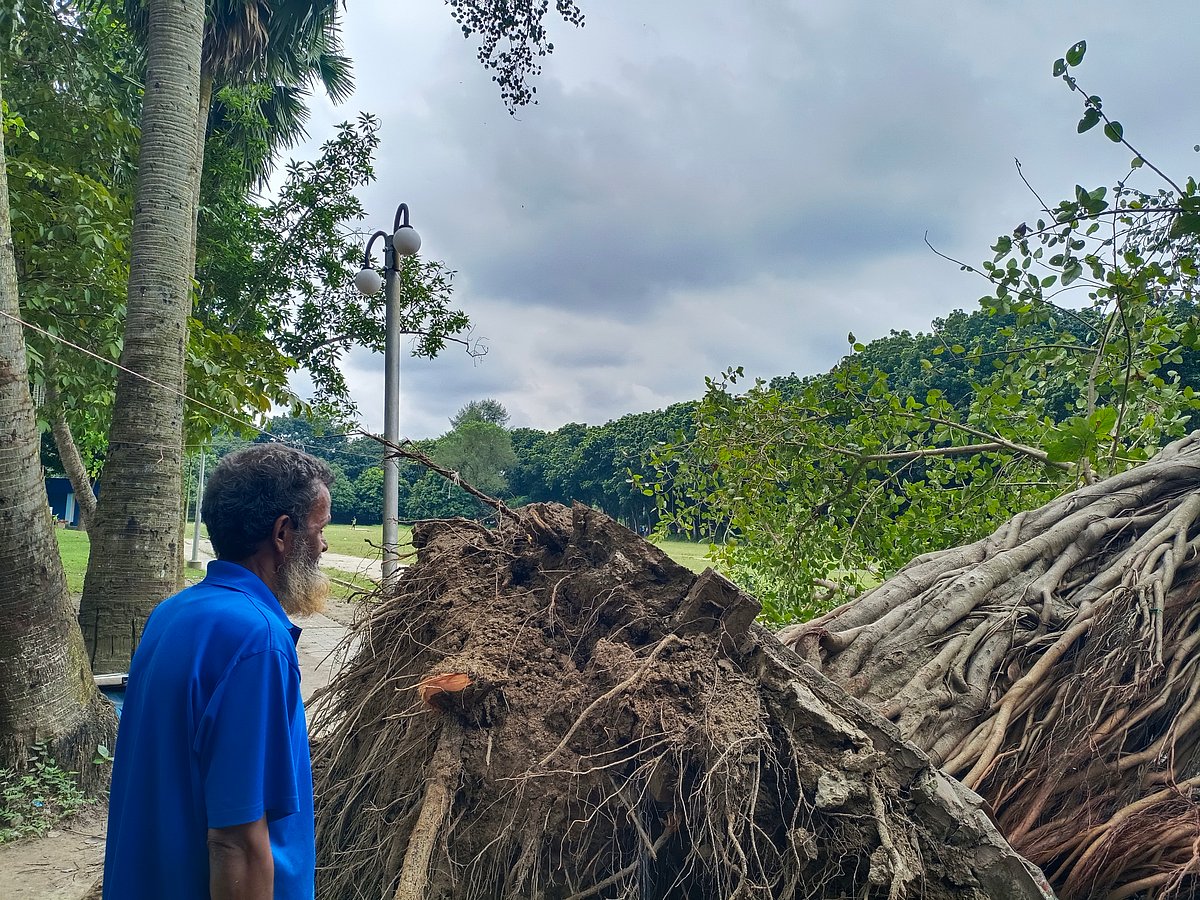 নিজের লাগানো স্মৃতিবিজড়িত বটগাছটির দিকে বিষণ্ন মনে অপলক দৃষ্টিতে তাকিয়ে আছেন মো. শামীম। রোববার দুপুরে রাজশাহী বিশ্ববিদ্যালয়ের ইবলিশ চত্বরে