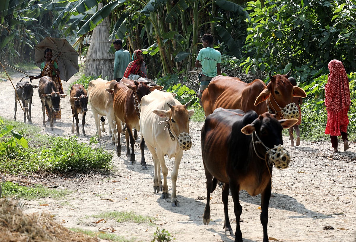 বগুড়ার সারিয়াকান্দির শালুখা চরে গরু চরাতে নিয়ে যাচ্ছেন এক নারী