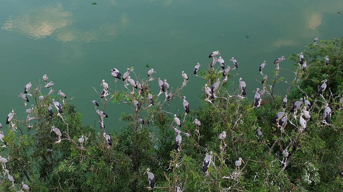 সিরাজগঞ্জের তাড়াশ উপজেলার উলিপুর গ্রামে শামুকখোল পাখি আবাস গড়েছে