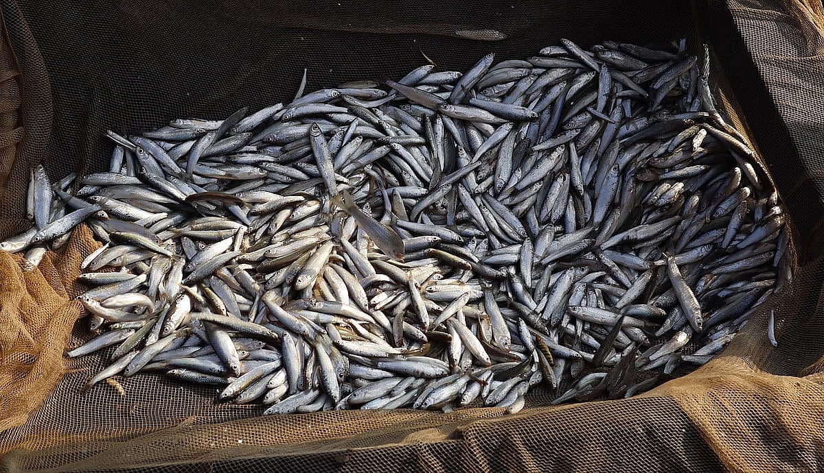 নৌকার পাটাতনে ঝলমল করছে রুপালি লাছো মাছ। মৌলভীবাজারের মাতারকাপনে মনু নদের পাড়ে