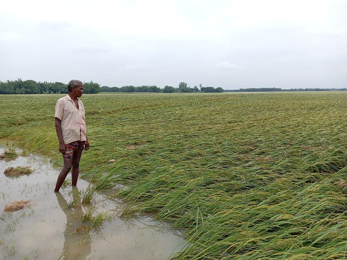বৃষ্টিতে হেলে পড়েছে ধানগাছ। রোববার বিকেলে রাজশাহীর গোদাগাড়ী উপজেলার রিশিকুল ইউনিয়নের  প্রসাদপাড়া গ্রামে