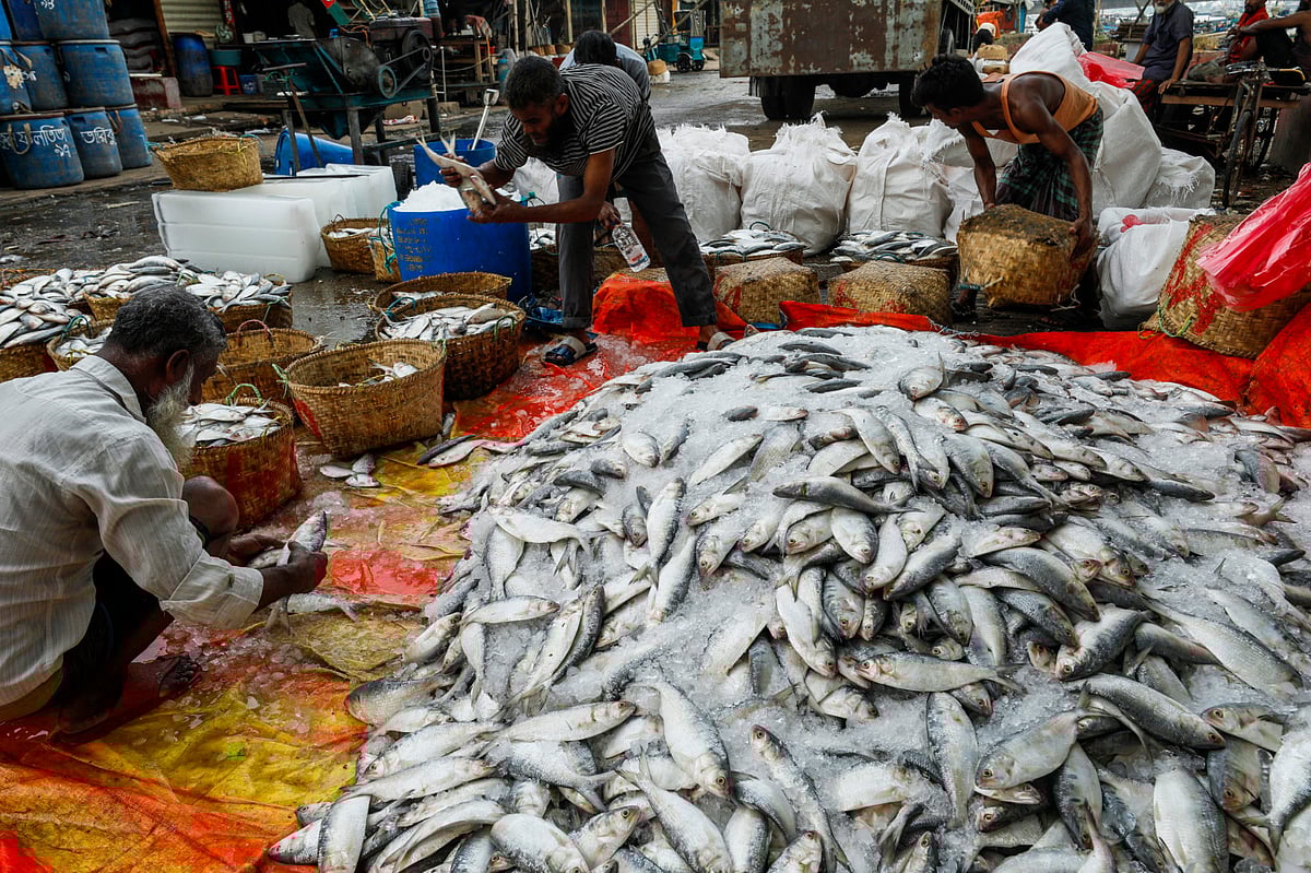 স্তূপ করে রাখা ইলিশ থেকে ছোট-বড় মাছ বাছাই করতে ব্যস্ত শ্রমিক। গতকাল দুপুর ১২টায় চট্টগ্রাম নগরের ফিশারিঘাট নতুন মাছ বাজারে