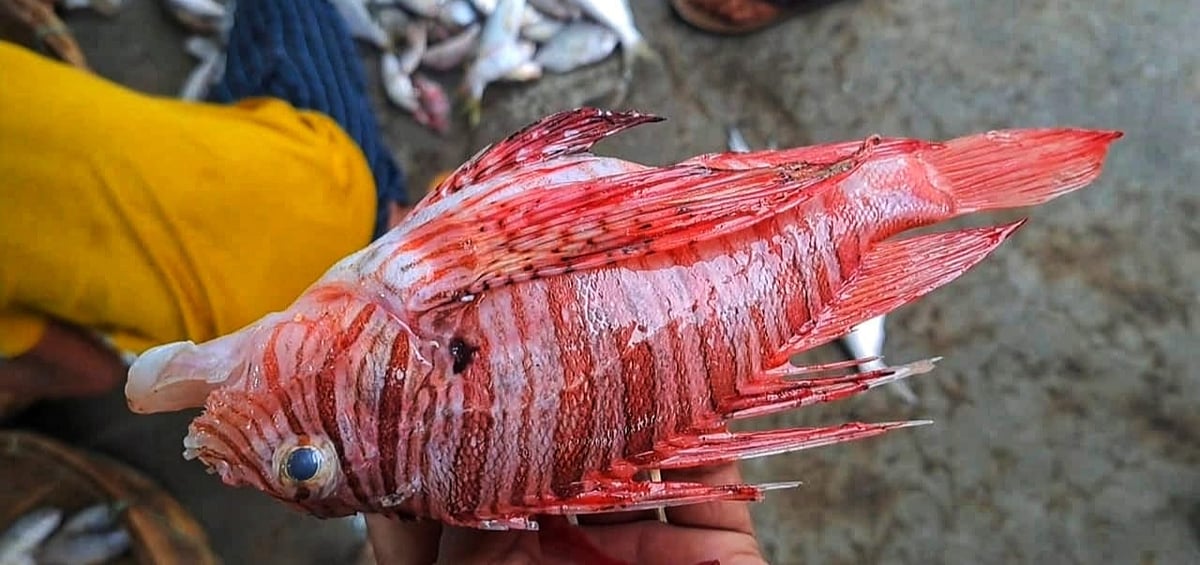 কুয়াকাটাসংলগ্ন বঙ্গোপসাগরে জেলের জালে ধরা পড়া বিষধর লায়নফিশ