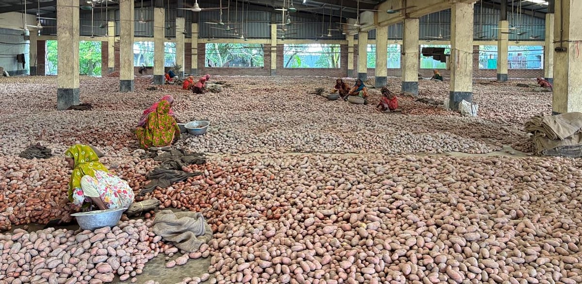 হিমাগারের শেডে আলু বাছাই করছেন শ্রমিকেরা। সম্প্রতি জয়পুরহাট জেলার কালাইয়ে এম ইশরাত হিমাগারে