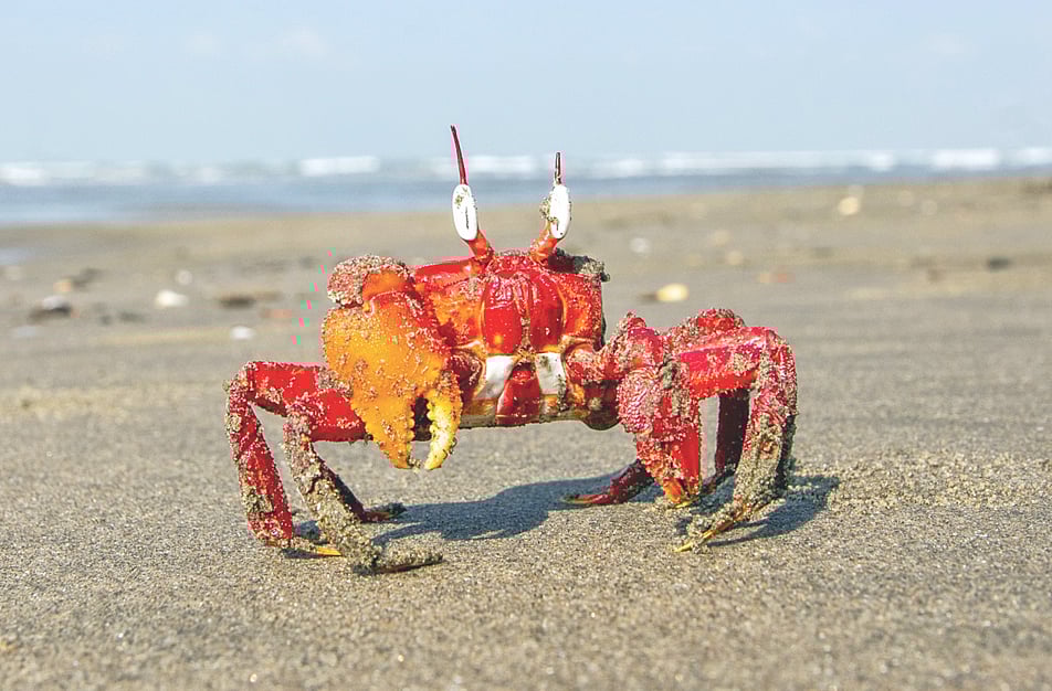 উখিয়ার বাইল্যাখালী সৈকতে একটি লাল কাঁকড়া