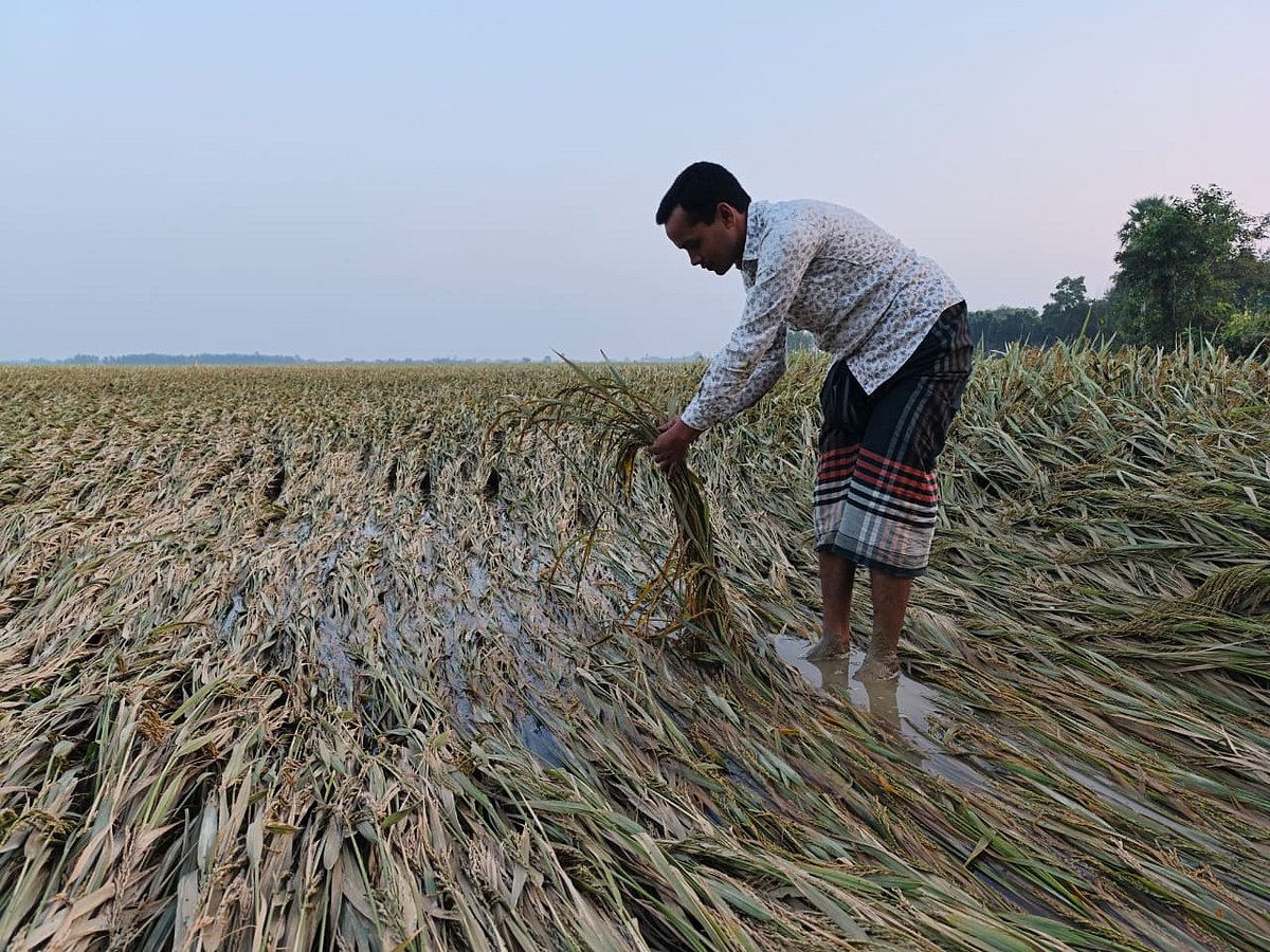রাজশাহীর গোদাগাড়ীতে বৃষ্টির ছয় দিন পরেও নুয়ে পড়া ধানখেতে জমে আছে পানি। বৃহস্পতিবার বিকেলে সেই ধান দেখাচ্ছেন উপজেলার প্রসাদপাড়া গ্রামের চাষি মোহাম্মদ রানা