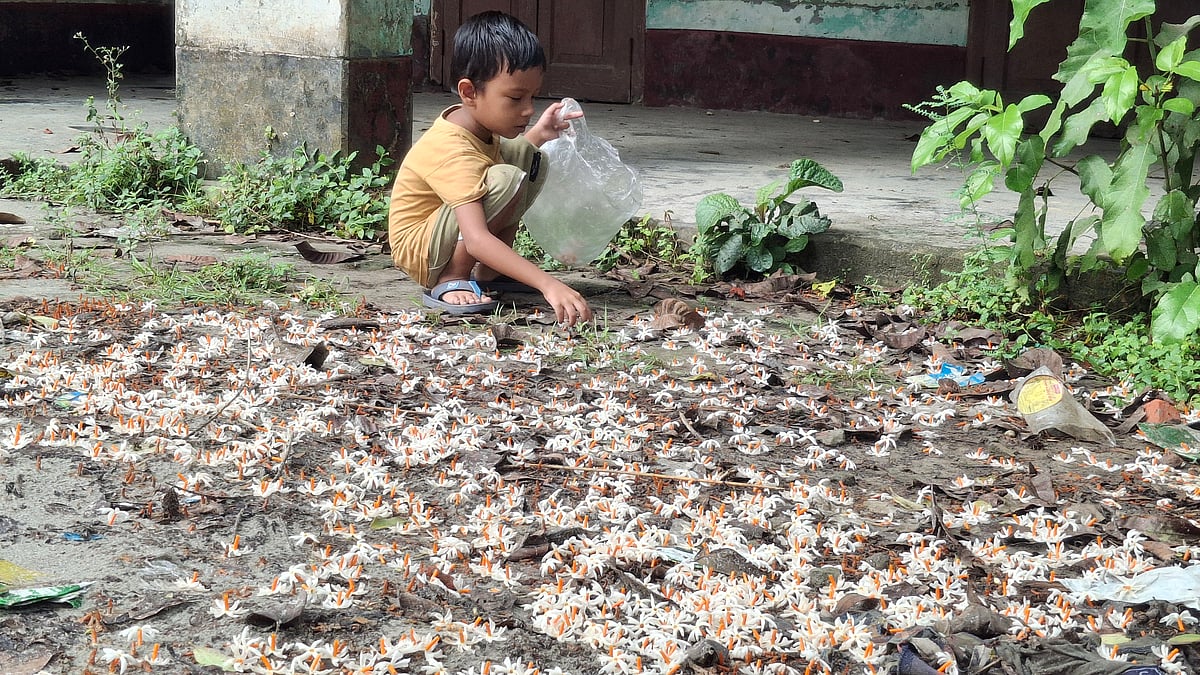 গাছতলায় পড়ে থাকা শিউলি ফুল কুড়াতে আসে শিশুরা। রাজশাহী নগরের বুধপাড়া পুরোনো মসজিদ মোড়ে