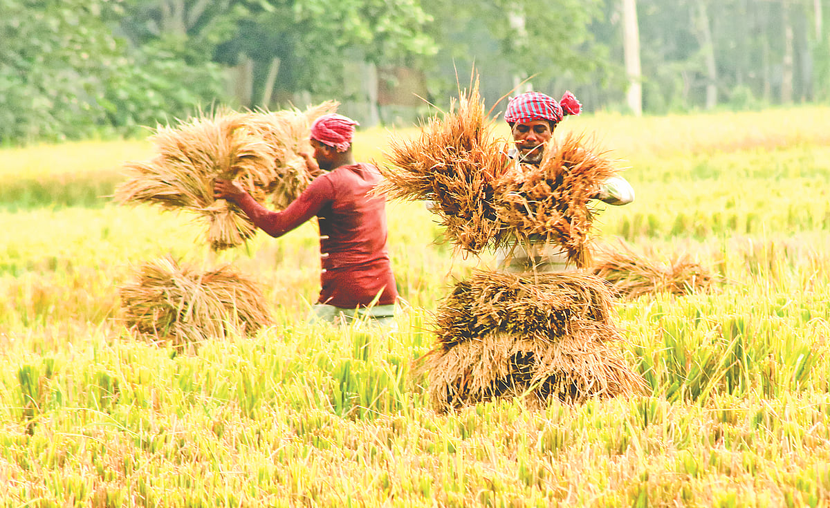 কৃষকের ঘামঝরানো পরিশ্রমে বাংলাদেশ খাদ্যে স্বয়ংসম্পূর্ণ হয়েছে। আমরা এখন খাদ্য রপ্তানি করি। মাছ উৎপাদনে আমরা বিশ্বের শীর্ষস্থানীয় দেশগুলোর একটি। সবজি চাষেও ঘটেছে নীরব বিপ্লব।