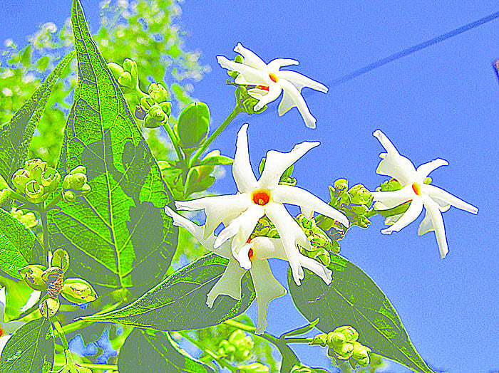 শরতে ফোটে শিউলি
