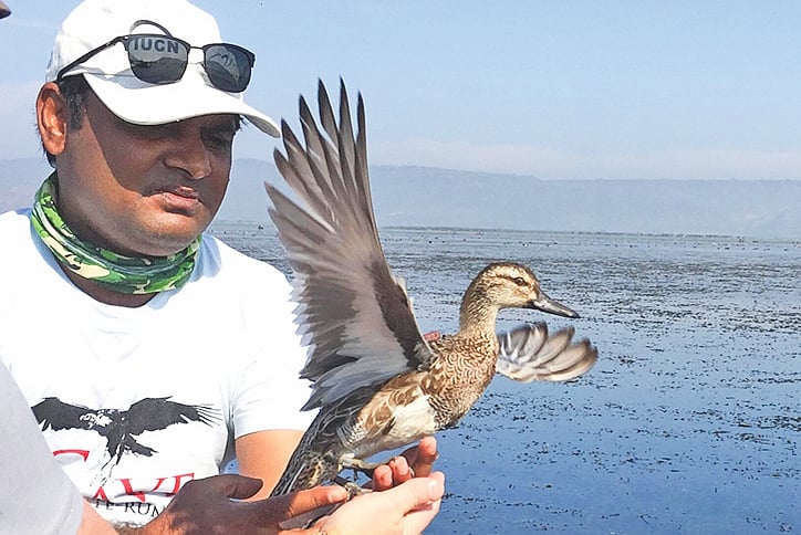 ২০১৯ সালের ফেব্রুয়ারিতে এই গিরিয়া হাঁসের শরীরে স্যাটেলাইট যন্ত্র বসিয়ে ছেড়ে দেওয়া হয়। দুই দিনের মাথায় হাঁসটিকে একটি কুড়া ইগল খেয়ে ফেলে
