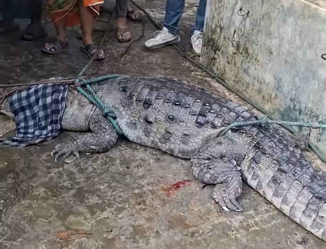মানিকগঞ্জ সদর উপজেলায় ধরা পরা কুমিরটির দৈর্ঘ্য প্রায় ১০ ফুট। আজ শনিবার