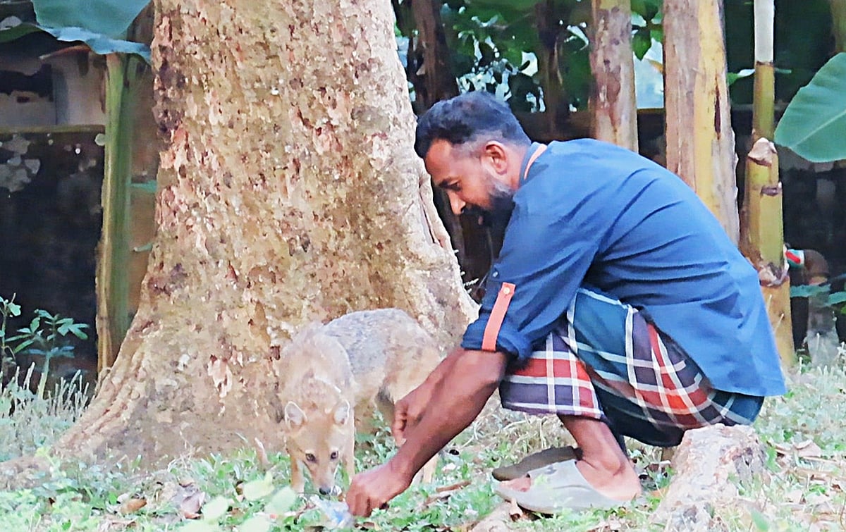গাজীপুরের কাপাসিয়া উপজেলার সূর্যনারায়ণপুর গ্রামের কৃষক গিয়াস উদ্দিনের পোষ মেনেছে একটি শিয়াল
