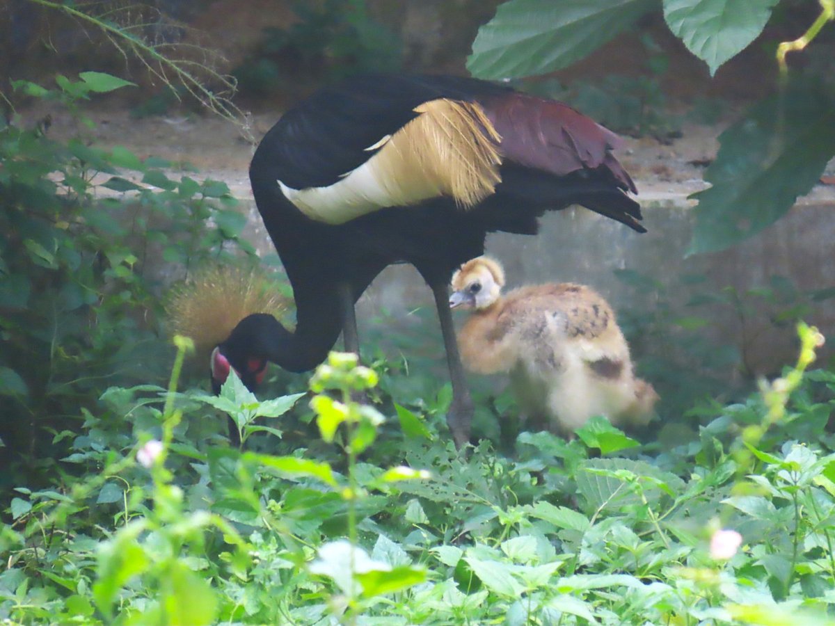 একটি ছানার জন্ম দিয়েছে উগান্ডার জাতীয় পাখি গ্রে ক্রাউন্ড ক্রেন। আজ রোববার দুপুরে গাজীপুর সাফারি পার্কে