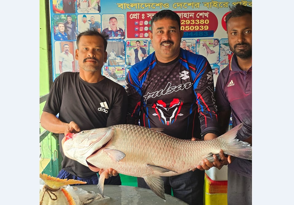 রাজবাড়ীতে প্রায় ২০ কেজি ওজনের এই কাতল মাছটি ৫২ হাজার টাকায় কিনেছেন সিলেটের এক লন্ডন প্রবাসী। রোববার দুপুরে দৌলতদিয়া ফেরি ঘাটে