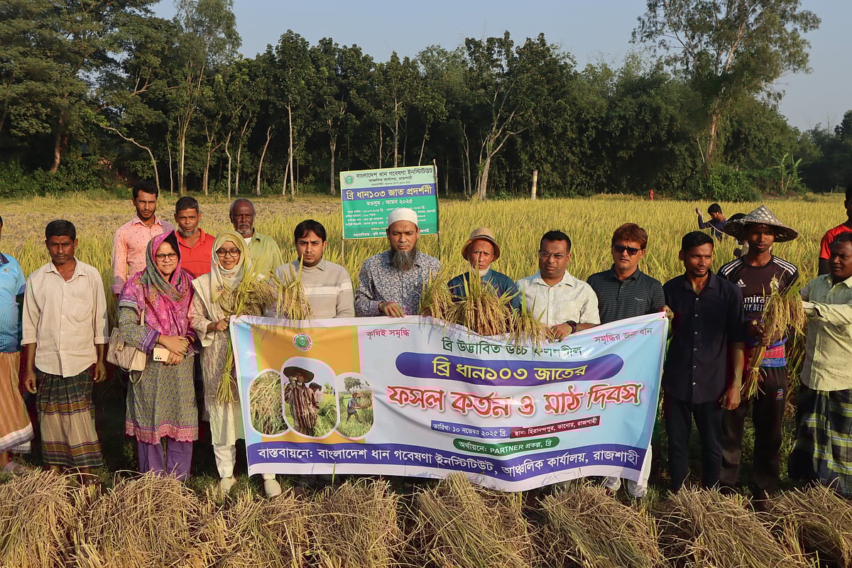 উচ্চফলনশীল ব্রি-১০৩ জাতের ধান কাটা ও মাঠ দিবস। আজ সোমবার রাজশাহীর তানোর উপজেলার কুজি শহর এলাকায়