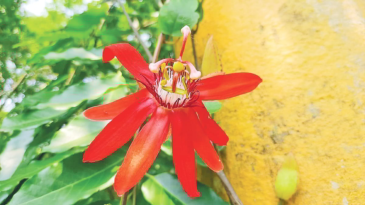 বাংলাদেশ কৃষি বিশ্ববিদ্যালয়ের বোটানিক্যাল গার্ডেনে সুগন্ধি প্যাশন ফুল