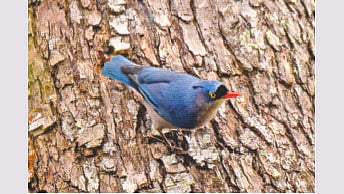 সুন্দরবনের আন্ধারমানিক ইকোট্যুরিজম কেন্দ্রের মরা গাছের বাকলের ওপর কালো-কপাল বনমালী পাখি