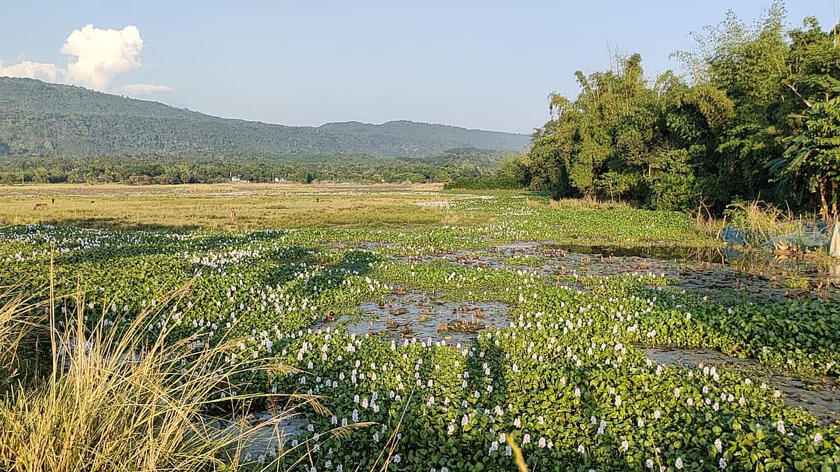 সিলেটের জৈন্তাপুরে শাপলা বিলের বিভিন্ন অংশে কচুরিপানায় ঢাকা পড়েছে লাল শাপলা। সম্প্রতি উপজেলার ডিবিরহাওর এলাকায়