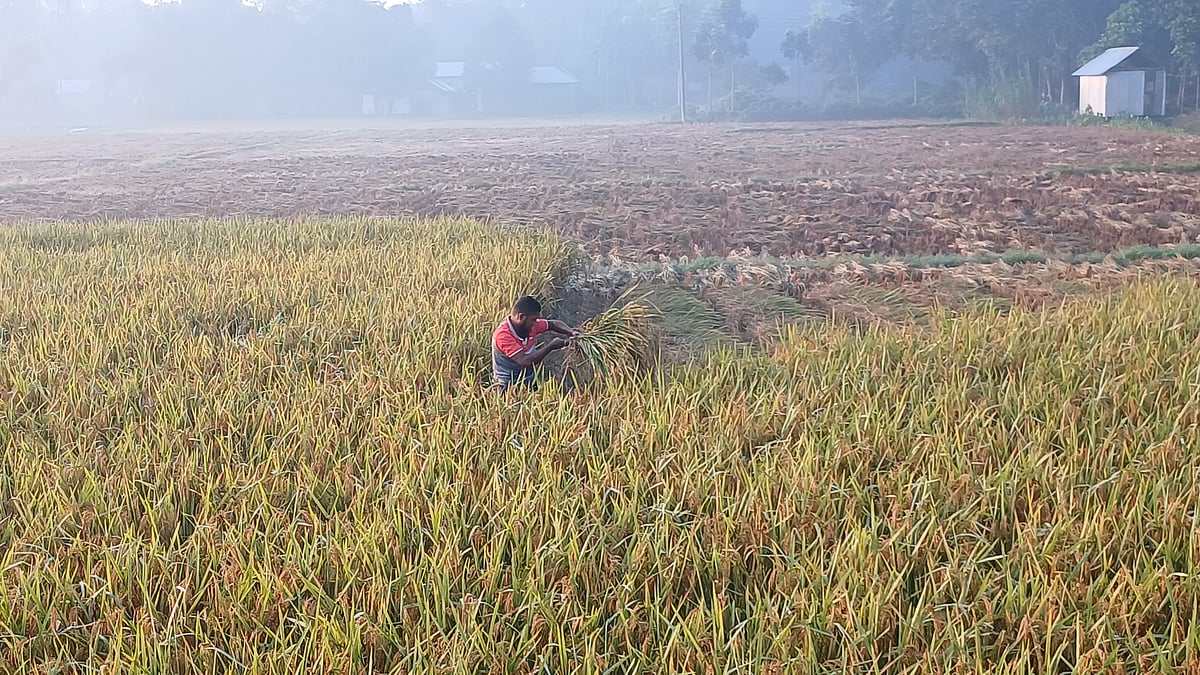 পঞ্চগড়ে কুয়াশার দাপট কমলেও হিমেল বাতাসে অনুভূত হচ্ছে শীত। এরই মধ্যে পাকা ধান কাটছিলেন এক কৃষক। আজ মঙ্গলবার সকাল সোয়া সাতটার দিকে পঞ্চগড় সদর উপজেলার তেলিপাড়া-মাহানপাড়া এলাকায়