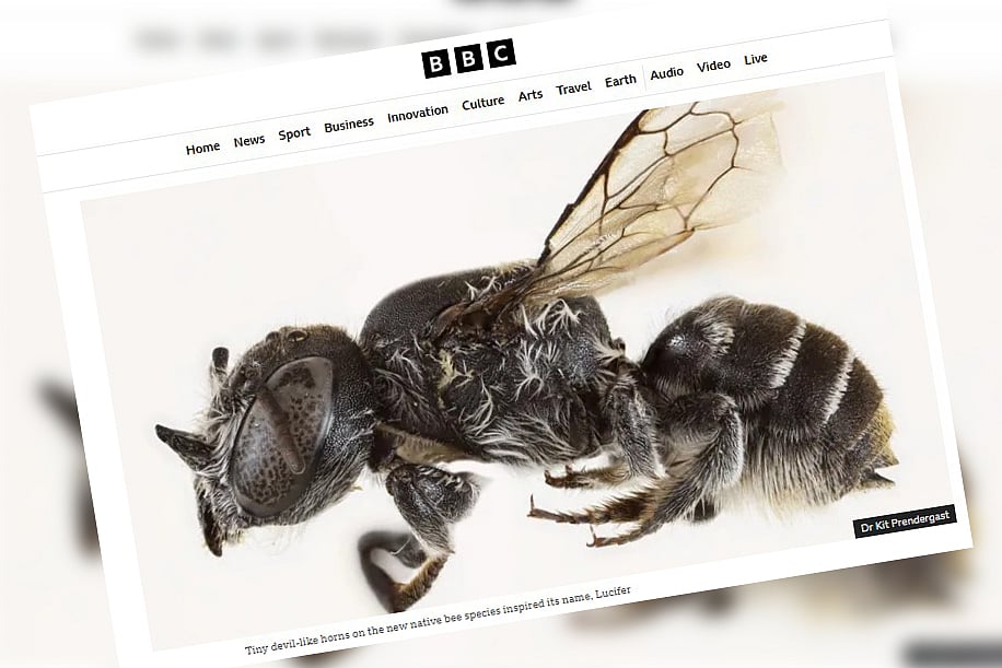 এই মৌমাছির নাম দেওয়া হয়েছে ‘মেগাকাইল লুসিফার’