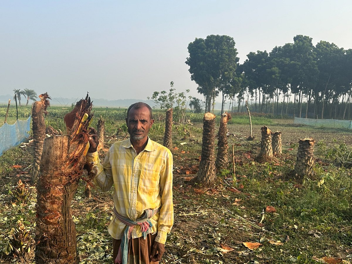 ঝিনাইদহে কৃষকের খেজুর ও কলাগাছ কেটে দিয়েছে দখলদার। কাটা গাছের পাশে কৃষক আবদুল মজিদ। গতকাল সোমবার সকালে ঝিনাইদহের কোটচাঁদপুর উপজেলার ফাদিলপুর গ্রামের মাঠে