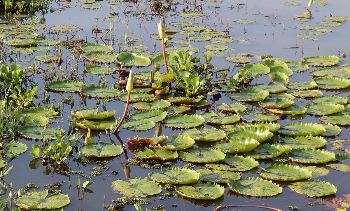 হাওরের জলে ফোটার অপেক্ষায় শাপলার কুঁড়ি। মৌলভীবাজারের কাউয়াদীঘি হাওরপারের কাদিপুরে হেমন্তের সকালে