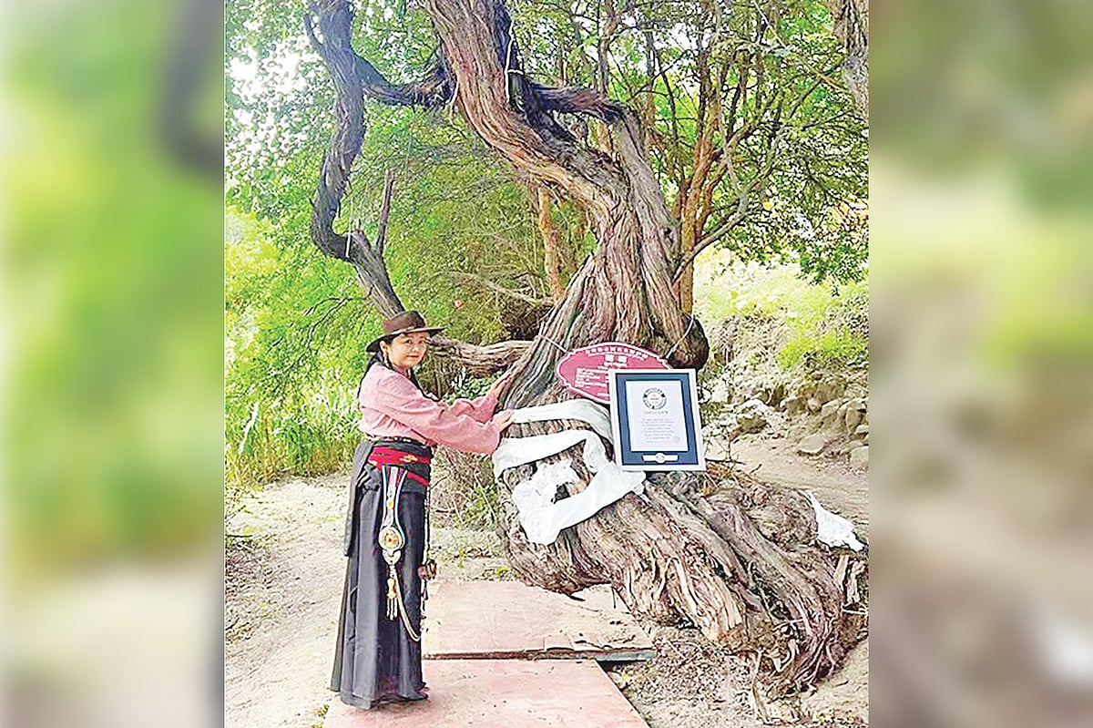 তিব্বতের প্রাচীন আঙুরগাছের স্বীকৃতি পেয়েছে এটি